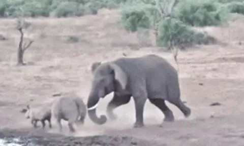 CLIP: Đang uống nước, mẹ con tê giác bị voi rừng điên cuồng truy sát và cái kết