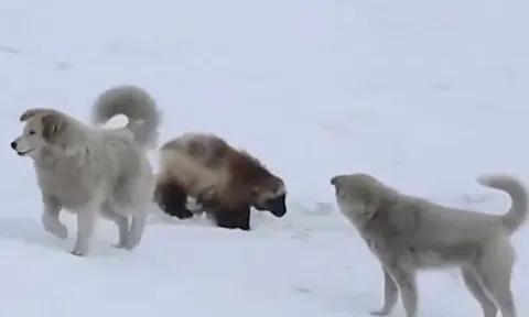 CLIP: Chồn sói Wolverine một mình chống lại hai con chó nhà và kết cục khó tin