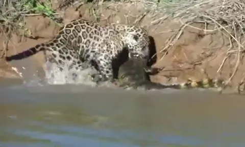 CLIP: Báo đốm phi thân xuống nước, 1 phát tóm gọn 'chúa tể đầm lầy'