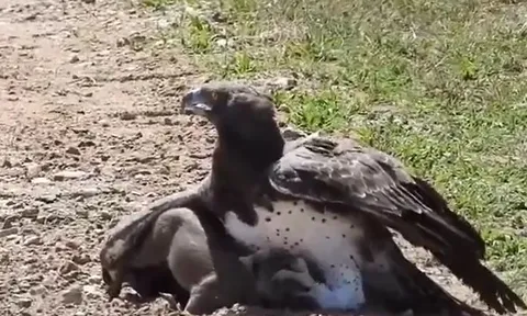 CLIP: Vừa săn được lợn lòi, đại bàng đã làm ra hành động gây sốc