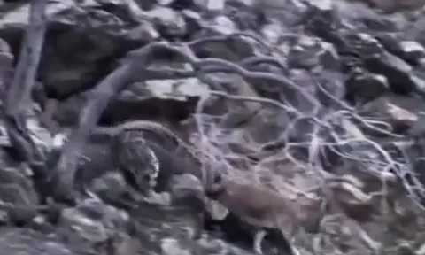 CLIP: Bị báo tuyết tóm được, dê núi vẫn có màn tẩu thoát khó tin