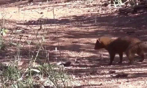 CLIP: Cầy Mangut dũng mãnh hạ gục rắn mamba đen trong trận chiến nghẹt thở