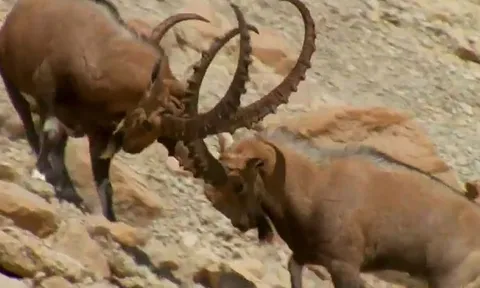 CLIP: Cuộc chiến sinh tử giành quyền giao phối của dê núi Alps