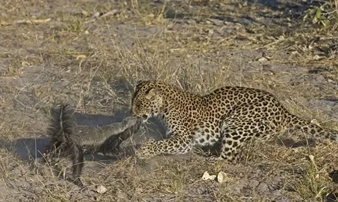 CLIP: Lửng mật cả gan chiến đấu sinh tử với báo hoa mai