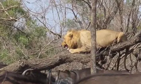 CLIP: Sư tử co ro trốn trên cây khi bị đàn trâu rừng truy sát