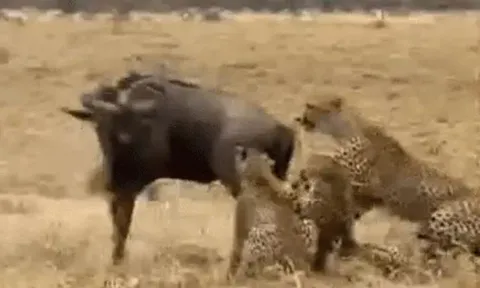 CLIP: Bị 4 con báo săn cắn xé, linh dương đầu bò vẫn có màn 'lội ngược dòng' ngoạn mục