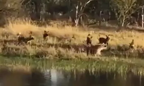 CLIP: Linh cẩu vội vã bỏ chạy xuống nước khi bị chó hoang châu Phi