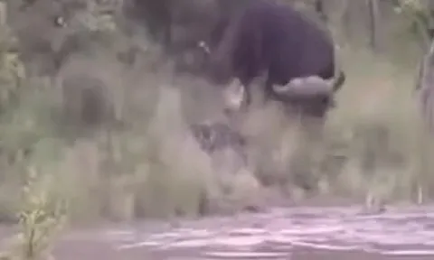 CLIP: Thấy đồng loại bị cá sấu tấn công, trâu rừng nổi điên lao vào truy sát kẻ đi săn