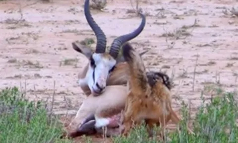 CLIP: Cuộc chiến sinh tồn, linh dương Impala gục ngã trước chó rừng