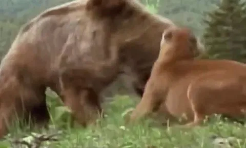 CLIP: Báo sư tử liều mạng chiến đấu với gấu xám để bảo vệ con và cái kết