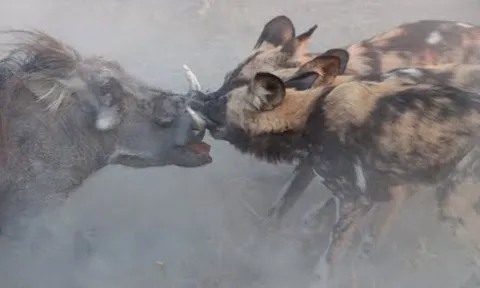 CLIP: Dù ẩn nấp kỹ trong hang, lợn bướu vẫn không thoát khỏi bầy chó hoang tàn nhẫn