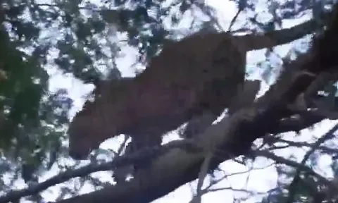 CLIP: Liều mạng leo cây săn khỉ đầu chó, báo hoa mai nhận cái kết đầy đau đớn