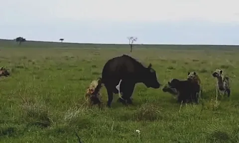 CLIP: Trâu đầu đàn xuất hiện như 'vị anh hùng', giải cứu mẹ con trâu rừng khỏi nanh vuốt của bầy linh cẩu hung hãn