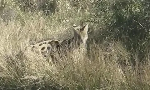 CLIP: Linh miêu đồng cỏ hạ gục rắn mamba đen khổng lồ chỉ trong vài phút