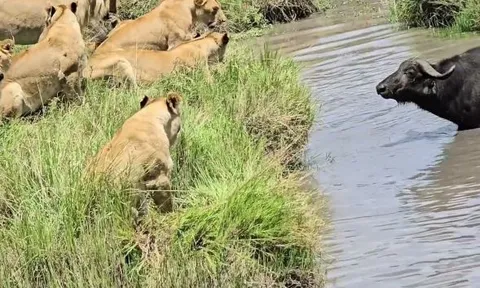 CLIP: Trâu rừng 'đơn thương độc mã' chống lại cả đàn sư tử