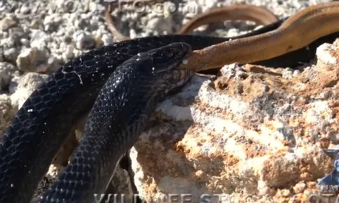 CLIP: Rắn Indigo nuốt chửng rắn chuột sau cuộc chiến khốc liệt