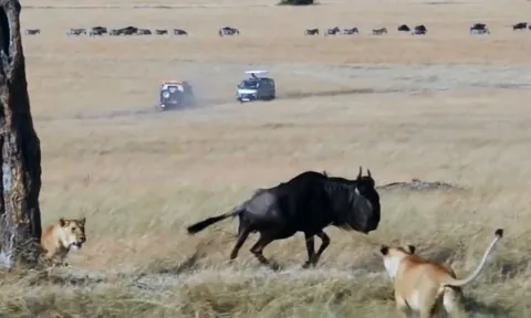 CLIP: Linh dương đầu bò đơn độc ác chiến với 3 con sư tử giành sự sống