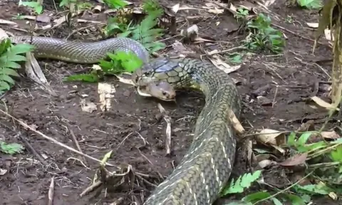 CLIP: Trận chiến sinh tử giữa hai loài rắn độc, hổ mang chúa khuất phục hổ mang phun độc