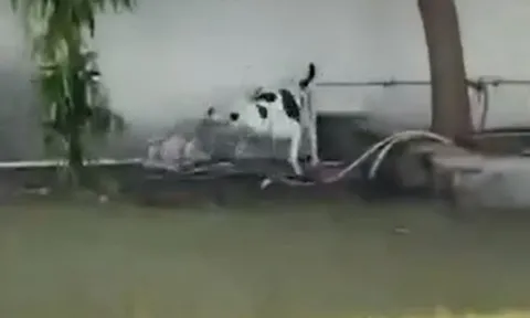 CLIP: Chó Pitbull điên cuồng cắn xé rắn hổ mang, giải cứu đám trẻ khỏi nguy hiểm