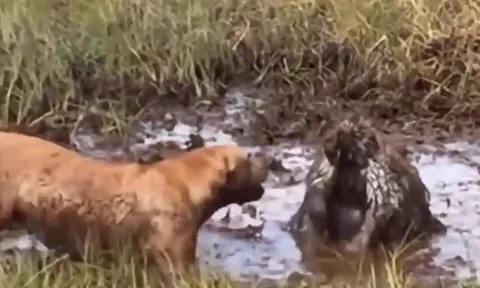 CLIP: Ỷ to bắt nạt nhím, chó Pitbull nhận về cái kết đầy đau đớn