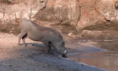 CLIP: Phút sinh tử, lợn rừng và hươu thoát khỏi cú đớp tử thần của cá sấu