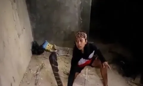 CLIP: Dùng tay không bắt rắn hổ mang chúa 'khổng lồ', người phụ nữ nhận cái kết khiến người xem 'vỡ tim'