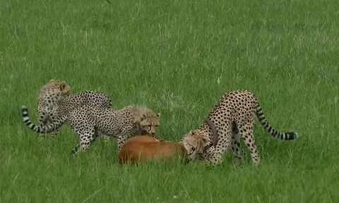 CLIP: Chủ quan phút chốc, báo săn đánh rơi "chiến lợi phẩm" trong gang tấc