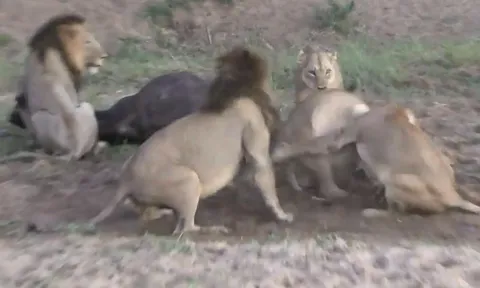 CLIP: Sư tử ác chiến dữ dội, tạo cơ hội cho trâu rừng thoát chết khó tin