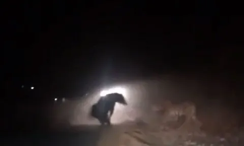 CLIP: Cuộc đối đầu kịch tính giữa gấu đen và hổ trong màn đêm