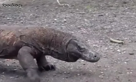 CLIP: Những pha săn mồi rùng rợn của “sát thủ máu lạnh” rồng Komodo