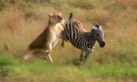 CLIP: Tưởng ngựa vằn con dễ ăn, sư tử bất ngờ nhận ‘trái đắng’ khó tin