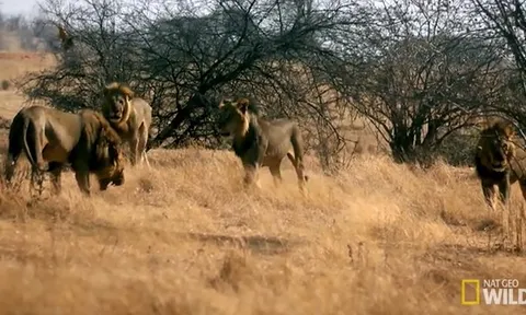 CLIP: Trận chiến truất ngôi vương nổi dậy đẫm máu của bầy sư tử