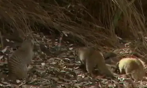 CLIP: Liều mình lao vào hang săn cầy mangut con, rắn hổ mang nhận kết cục bi thảm