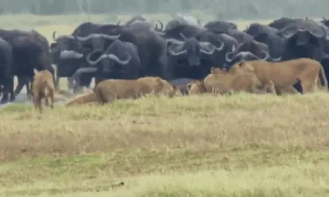 CLIP: Thấy đồng loại bị đàn sư tử cắn xé, trâu rừng kéo '500 anh em' tới giải cứu và cái kết