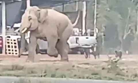 CLIP: Bị chó nhà truy đuổi, voi rừng vội vã co giò bỏ chạy