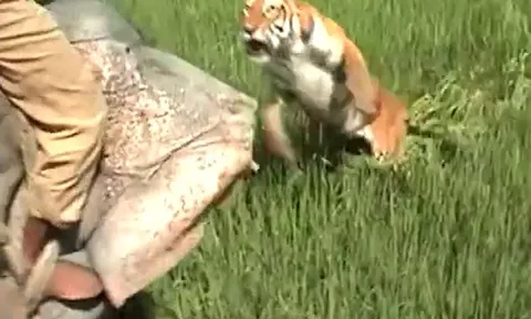 CLIP: Hổ Bengal nổi điên nhảy qua đầu voi, tấn công nhân viên kiểm lâm và cái kết khiến người xem 'thót tim'