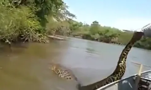 CLIP: Dùng tay không bắt trăn 'khủng', người đàn ông suýt phải trả giá đắt