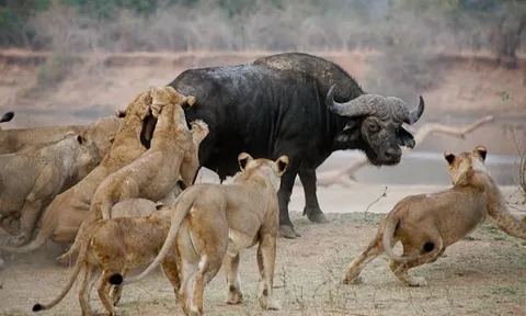CLIP: Trâu rừng tử nạn khi bị bầy sư tử 'đánh hội đồng'