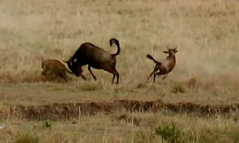 CLIP: Linh dương đầu bò tung cú húc trời giáng khiến báo hoa mai 'ăn quả đắng'