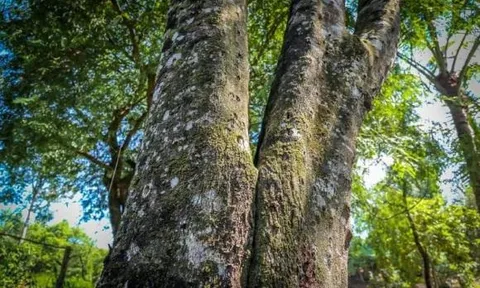 Loại gỗ quý có hương thơm cực phẩm, được định giá 2,3 tỷ đồng/kg: Việt Nam sở hữu loại có chất lượng tốt nhất thế giới