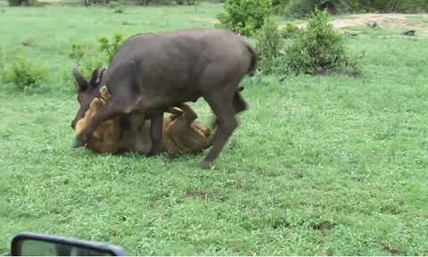 CLIP: Top 5 pha săn trâu rừng mãn nhãn của "chúa tể đồng cỏ"