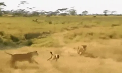 CLIP: Vô tình đi tới địa bàn sư tử kiếm ăn, linh cẩu nhận ngay cái kết bi thảm