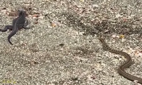 CLIP: Cự đà thoát chết thần kỳ khi bị đàn rắn độc truy sát như phim hành động
