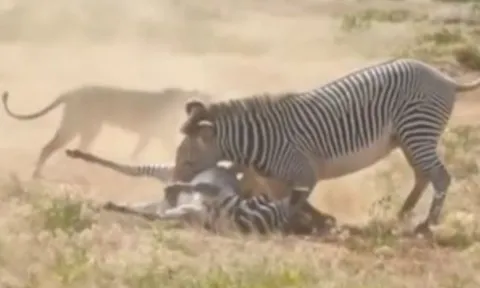 CLIP: Ngựa vằn mẹ bất chấp hiểm nguy, liều mình chiến đấu giành lại con từ nanh vuốt tử thần