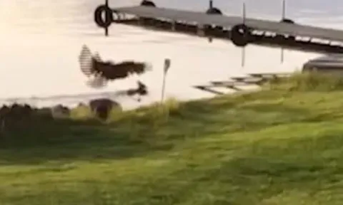 CLIP: Đại bàng đầu trắng tung đòn sát thủ, dìm chết hươu sao dưới hồ để xé xác ăn thịt