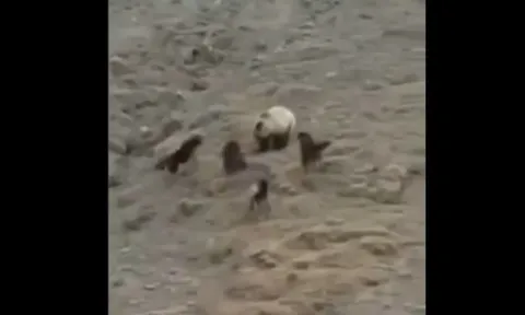 CLIP: Chó ngao Tây Tạng dùng chiến thuật thông minh đánh bật cả gấu hoang