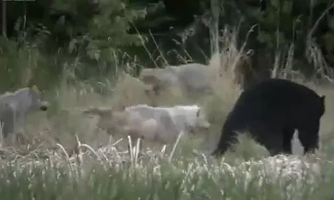 CLIP: Đàn sói liều mạng chiến đấu với gấu đen để bảo vệ con và cái kết