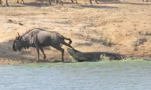CLIP: Hà mã dũng cảm giải cứu linh dương đầu bò khỏi hàm cá sấu