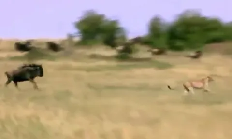 CLIP: Thấy con non bị báo săn tóm được, linh dương đầu bò mẹ nổi điên tấn công kẻ đi săn và cái kết mãn nhãn