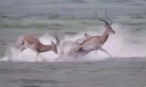 CLIP: Đang mải mê húc nhau, linh dương Impala bị sư tử tập kích bất ngờ và kết cục 'thót tim'